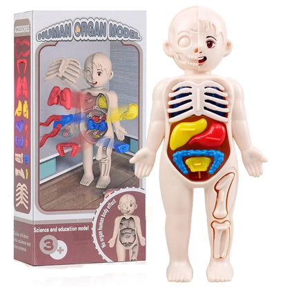 Human Body Organ Anatomy Model | 13-Piece Montessori Science Toy Set